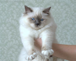 Габби на ручках, 5,5 мес.