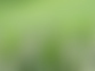 ARTIGO | A falácia do capitalismo verde