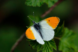 オレンジを求めて信州へ