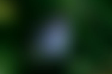 風前の灯のゴマシジミ