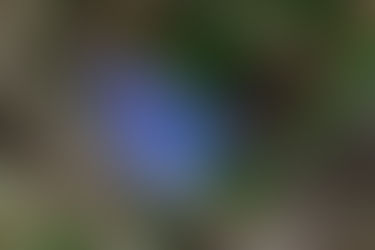 低温期型シルビアに恋して