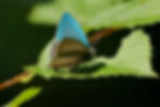 ree