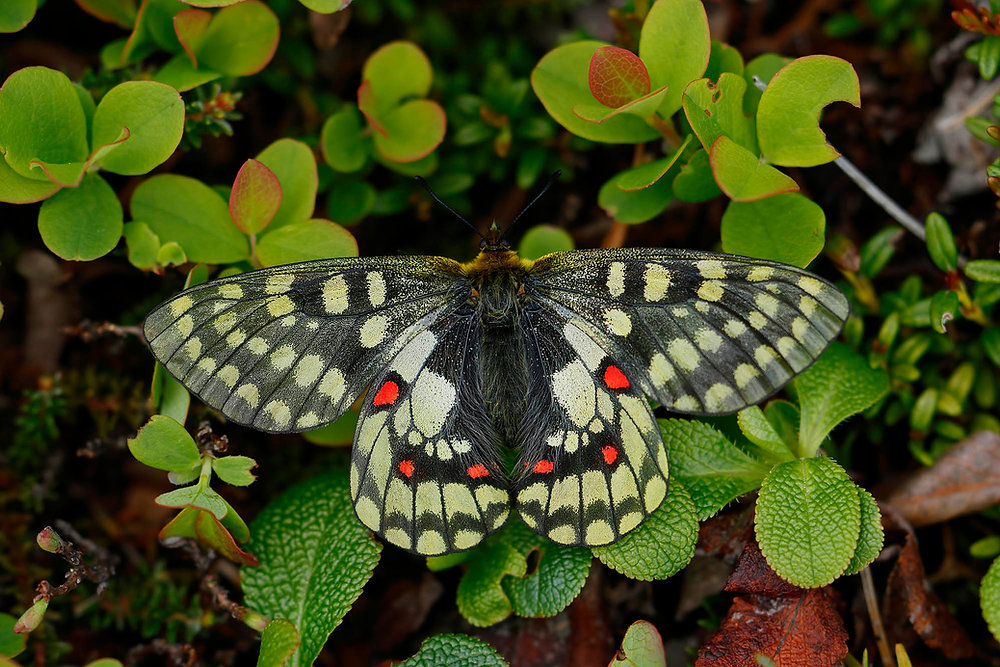 北の国から2025夏 －大雪山ウスバキチョウ編－