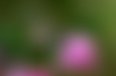 満開のミツバツツジを訪れるギフチョウ