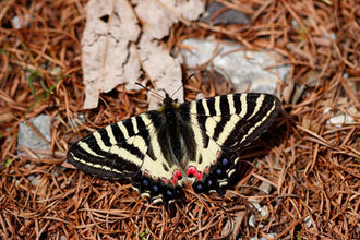 八ヶ岳のヒメギフ（2021年4月24日）