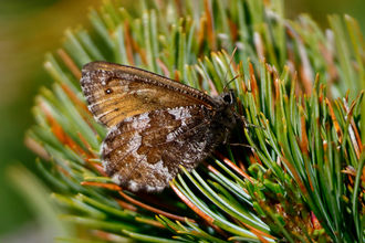 高嶺を求めて北アルプス合宿