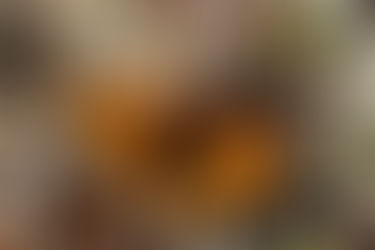 北の国から 大雪山夏合宿編②