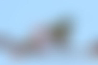 今シーズン初の信州でヒメギフ（2021年4月11日）