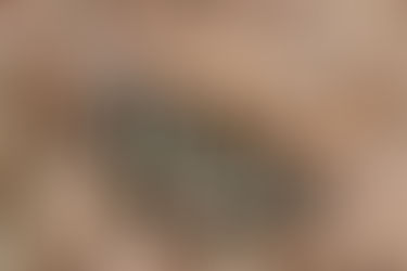 静岡県浜松市のギフチョウ（2021年3月20日）