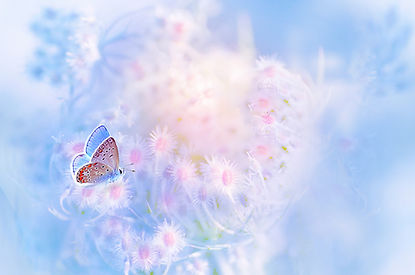 Schmetterling Blumen Bild