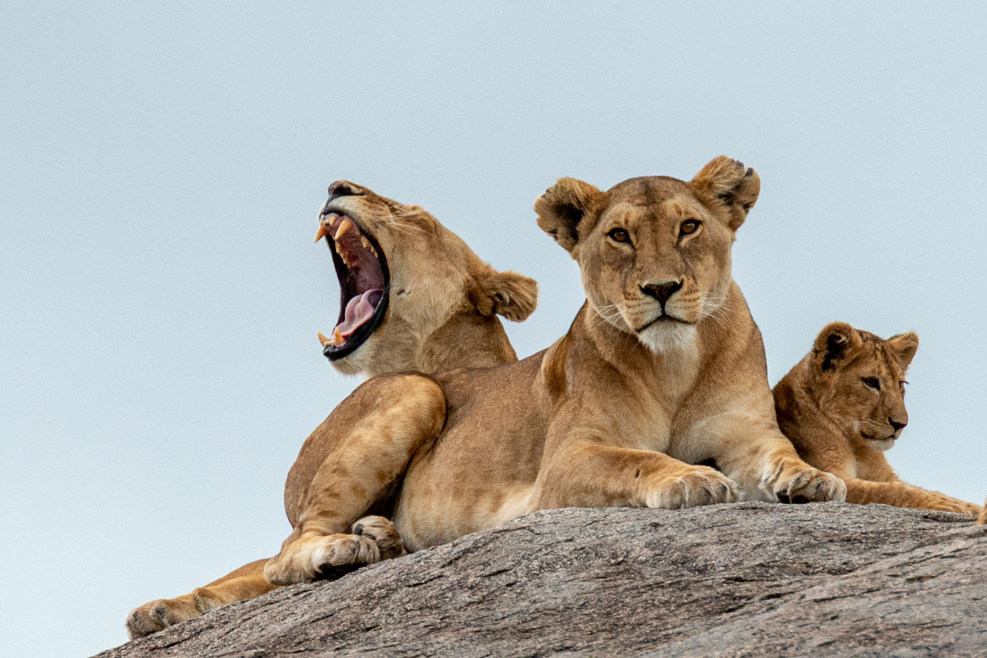 Three lions rest on a broad rock, with one yawning behind a lioness facing the camera.