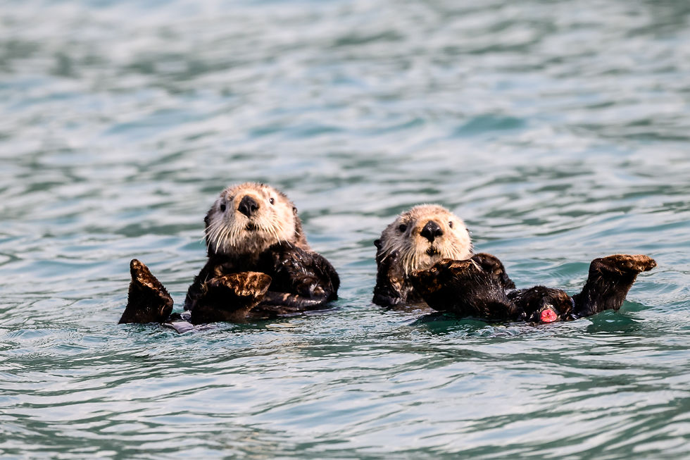 Two sea otters float on their backs side by side, their pale faces and raised hind flippers visible above the water.