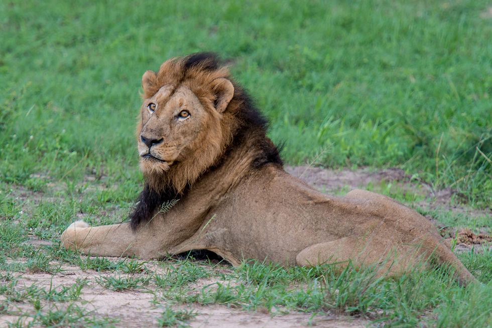 A male lion with a dark mane lies in green grass with its head raised and its gaze turned to the side.
