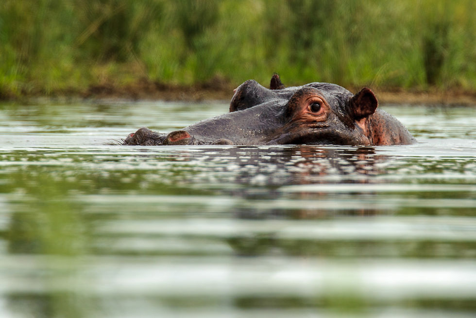 A hippopotamus floats almost submerged, with its eyes, ears and upper snout visible above the green water.