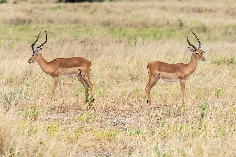 Two slender horned antelopes stand apart in dry grass, looking in opposite directions.