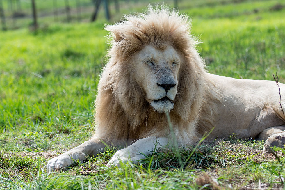 A pale-coated male lion with a full blond mane rests on grass in bright sunlight.