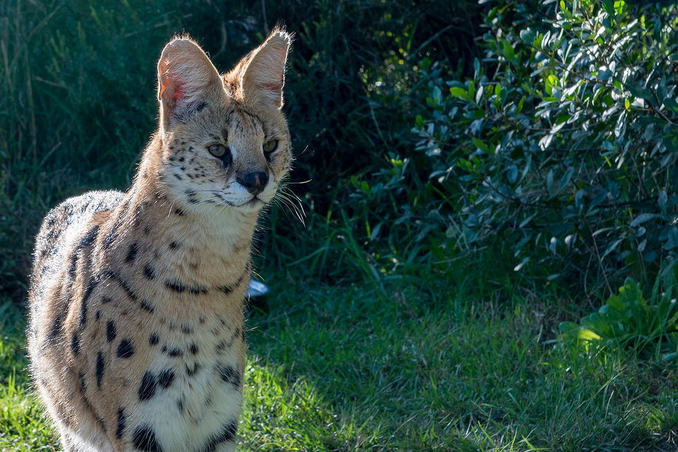 A spotted serval sits upright in grass, its tall ears lit by sunlight against dark green foliage.