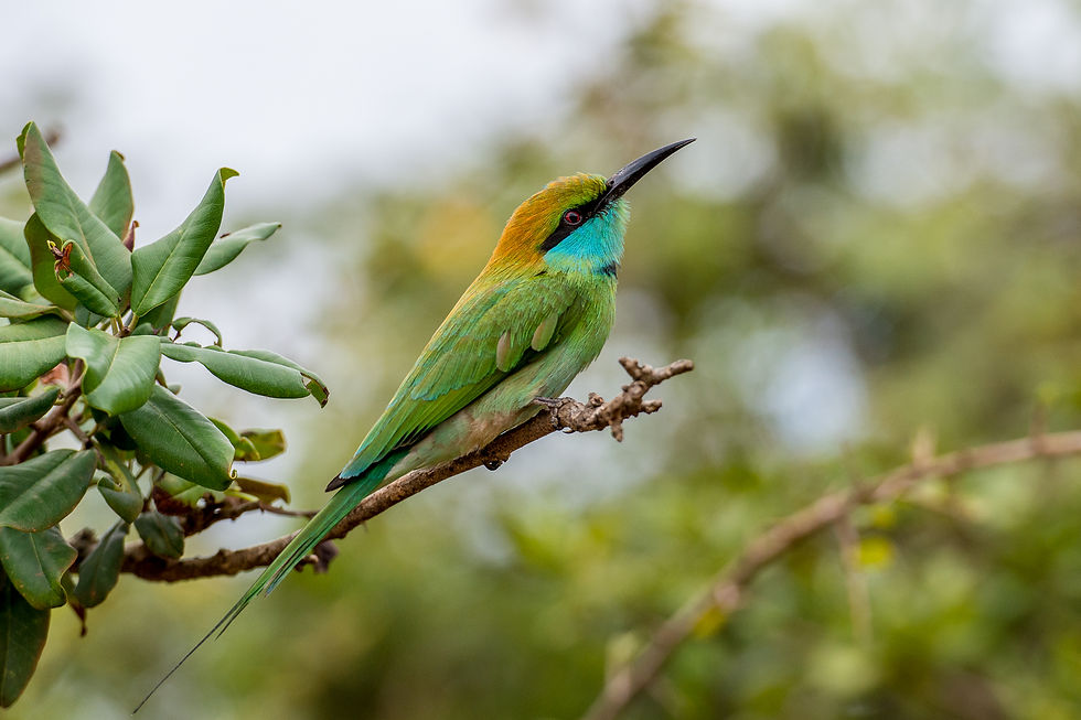 A green bee-eater with a golden head and turquoise throat perches on a leafy branch with its long beak angled upwards.