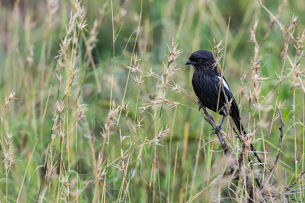 A small dark bird perches amid tall, delicate seed heads against a softly blurred green background.