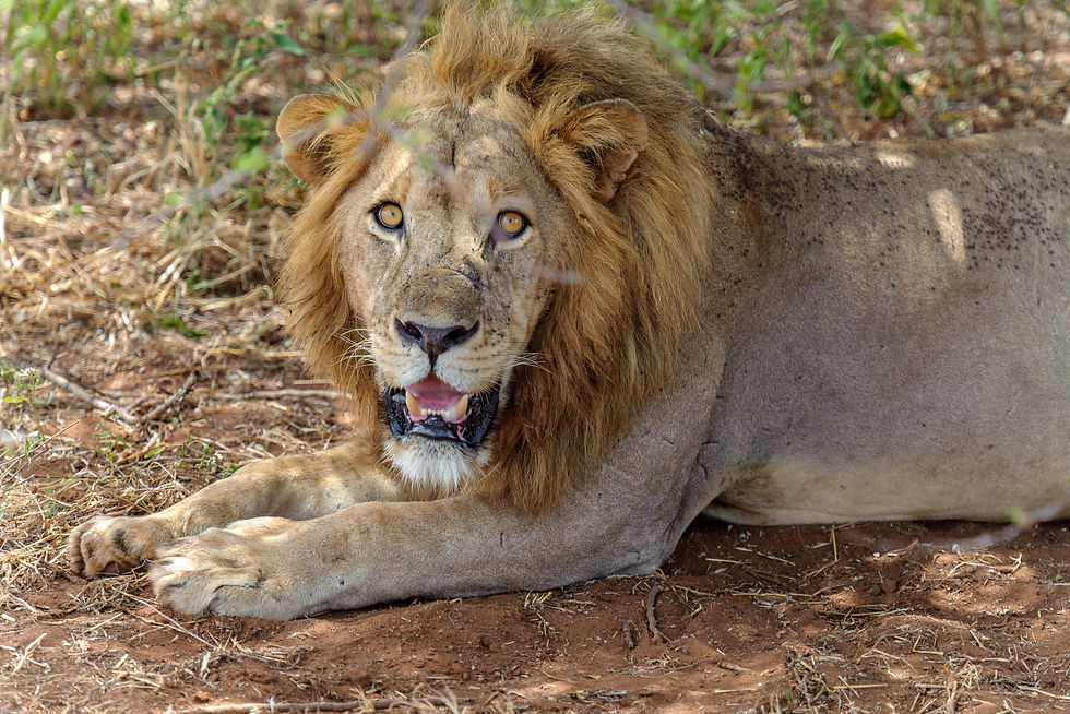 A male lion lies on reddish earth with its forepaws stretched forward and its mouth slightly open, looking towards the camera.