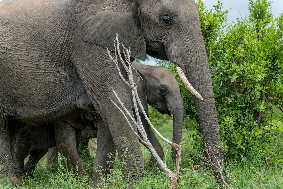 A small elephant calf stands close beside an adult elephant among green bushes and pale bare twigs.