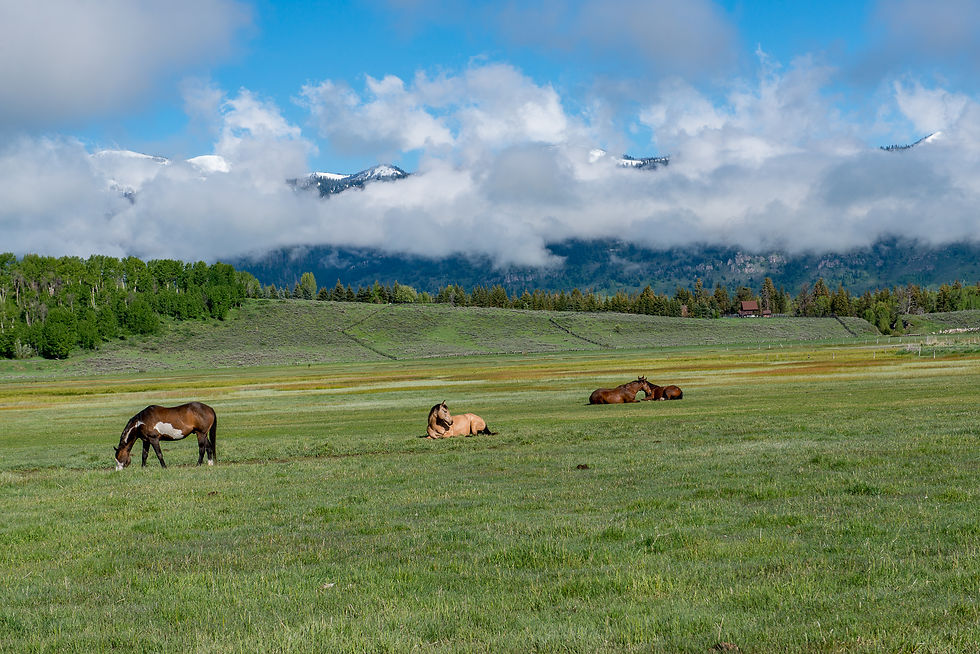 Elk graze and rest in a wide green meadow with trees and cloud-covered mountains in the distance.