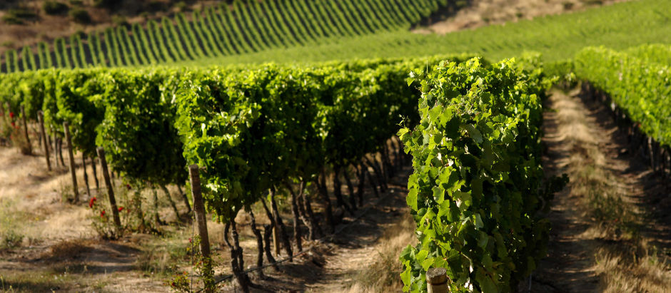 Vinícola Chilena Tarapacá aposta em Biodiversidade