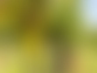 Vinícola Aurora finaliza safra 2023 com 70,5 milhões de quilos de uva