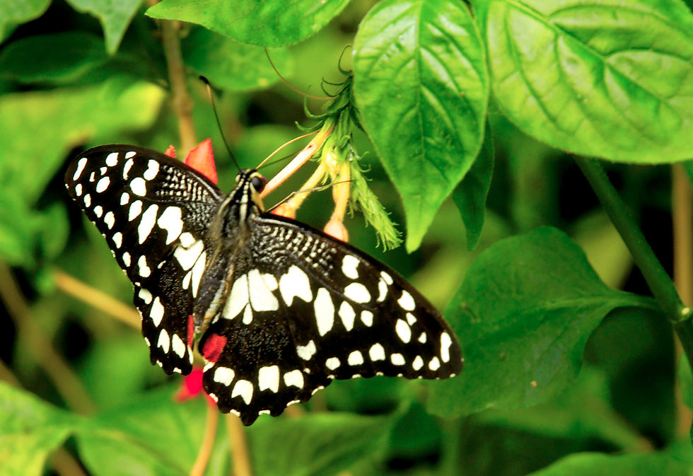 13-0987-0331_Papillons
