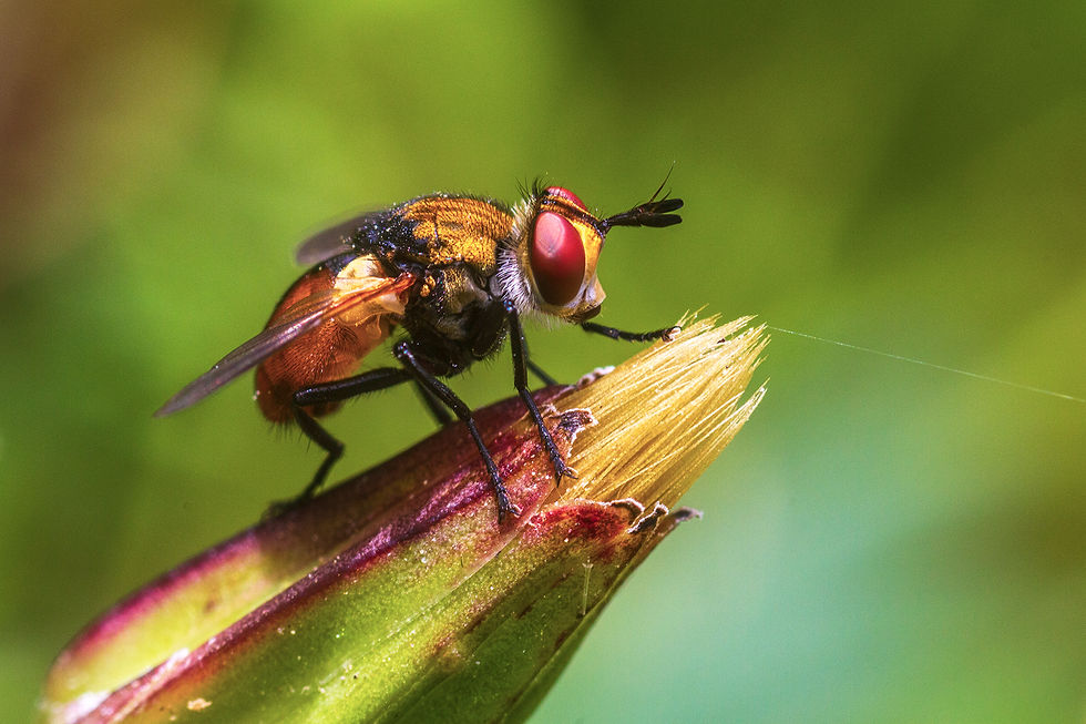 CHICH Henri - Mouche Tachinaire