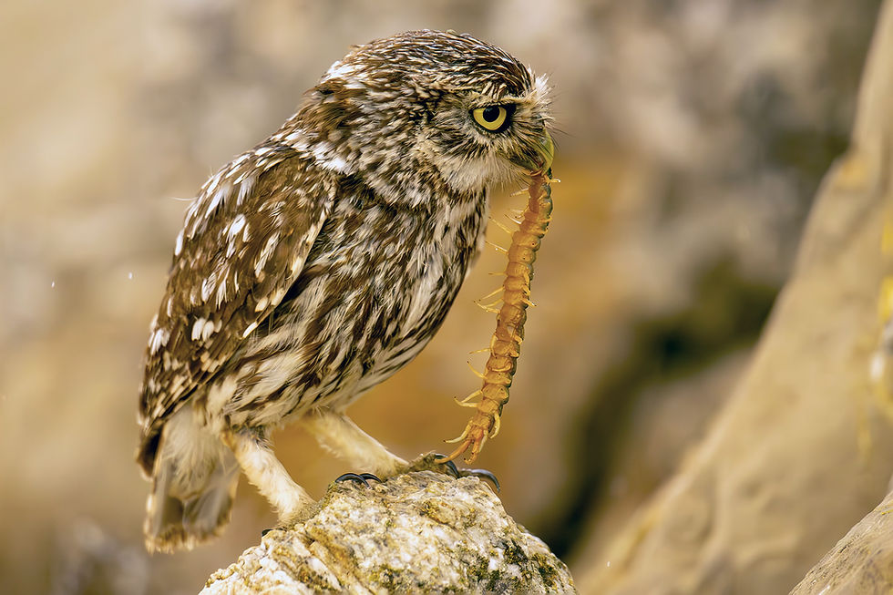 PRUDHOMME Claire - Chevechette