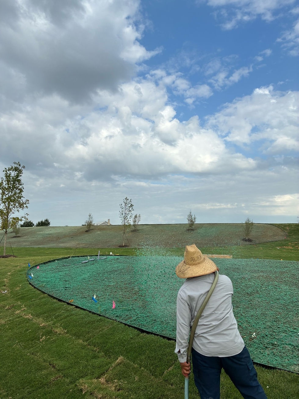 Our team is adding Weeping Love grass to a community in Celina, Texas