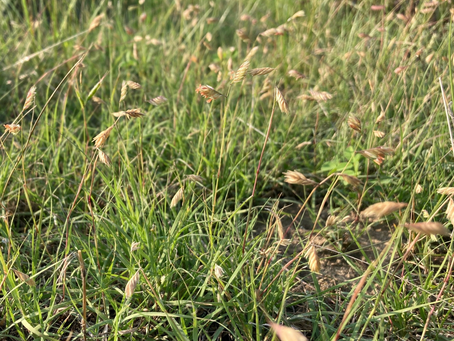 Fun Fact: The Importance of Native Grass