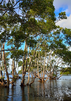 mangrove7_DSC_5442.JPG