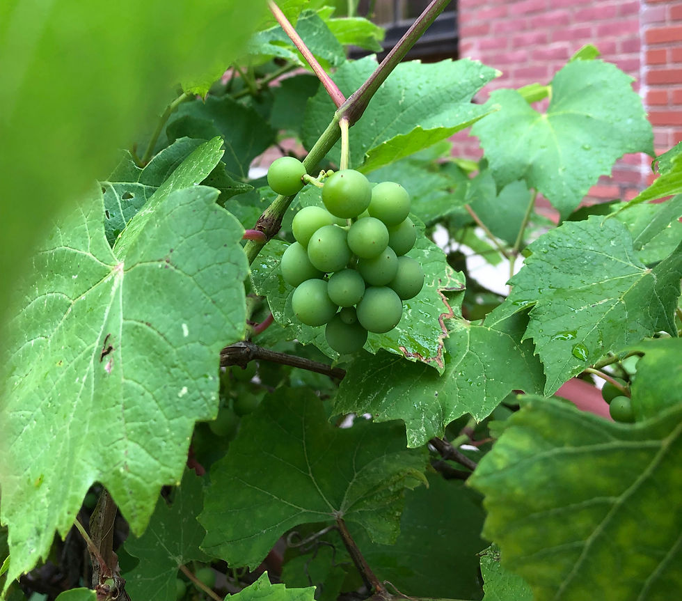 Small cluster of grapes growin on a grape vine outside of the winery