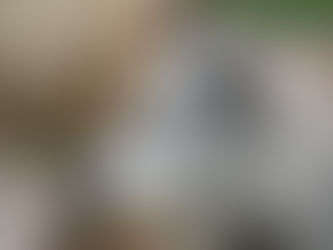 TEACHINGS OF THE WOLF