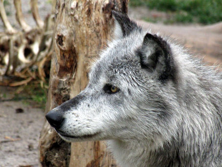 TEACHINGS OF THE WOLF