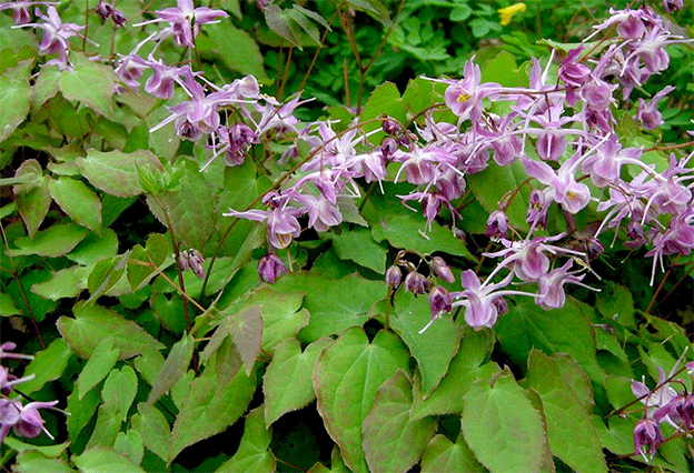 BOTANICA-Epimedium-Grandiflorum.gif