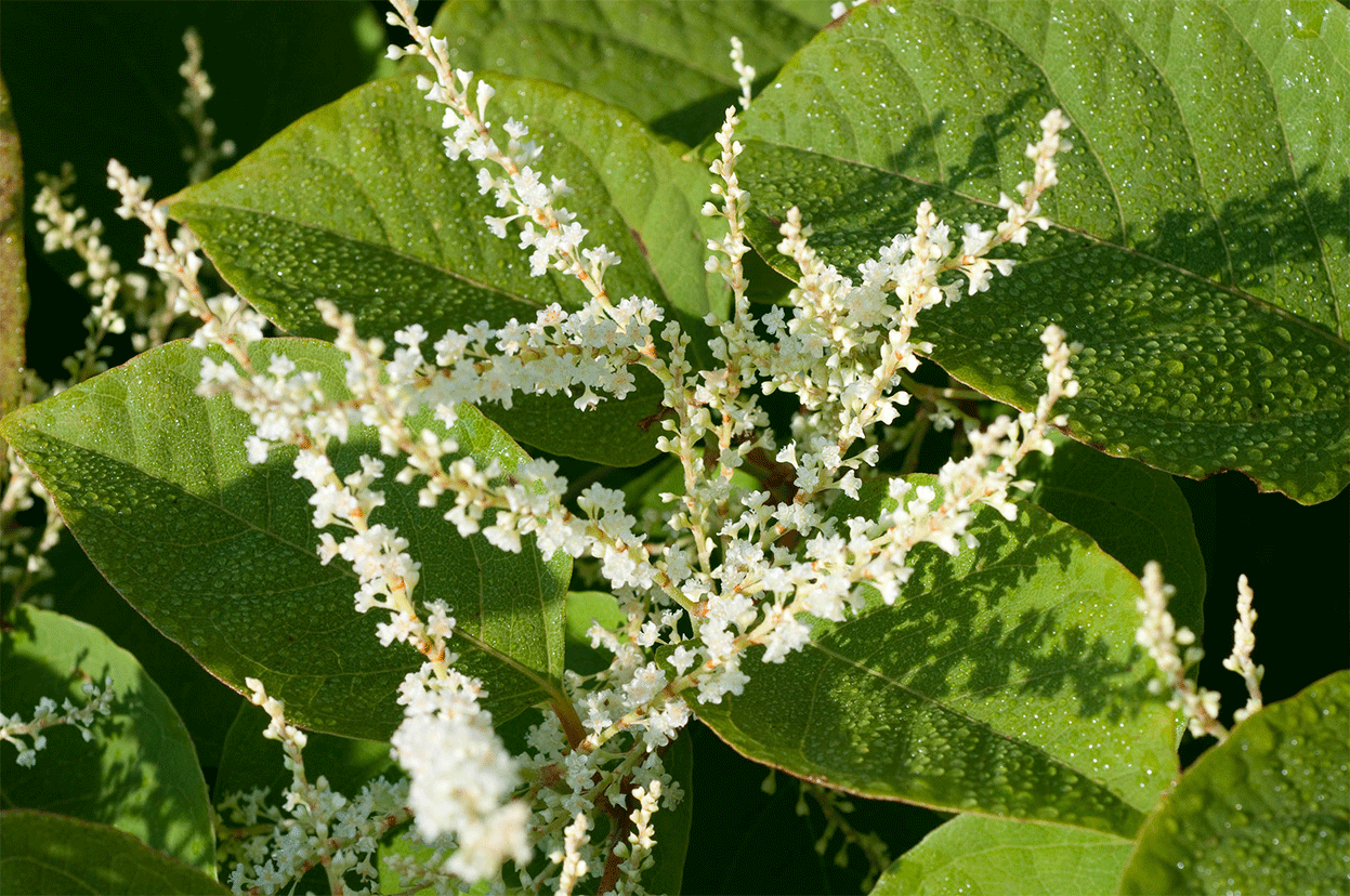 BOTANICA-Blog-Polygonum-Cuspidatum.gif