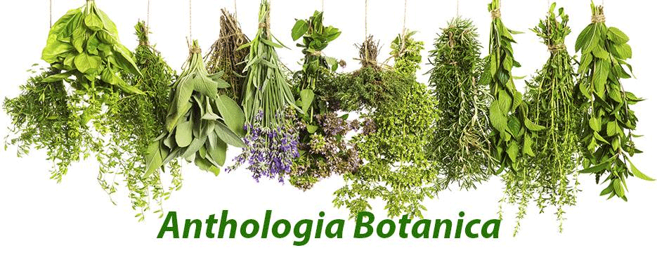 anthologia botanica