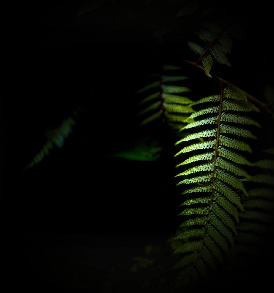 A black background with a green firn leaf on the right side