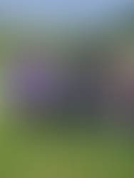 ตรวจเยี่ยมศูนย์เพาะพันธ์ุปลากลุ่มผู้เลี้ยงปลาตำบลสันป่าม่วงและกลุ่มผู้เลี้ยงปลาตำบลบ้านสาง