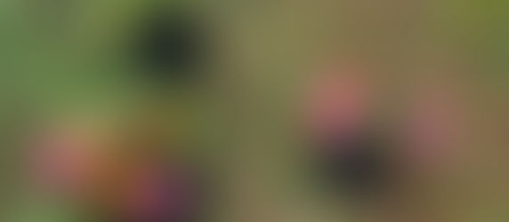 お花摘み&花束作り