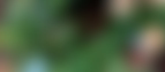 @pilot.birdで、クリスマスリース作り