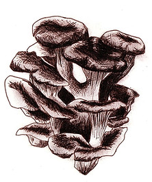 img012.jpg