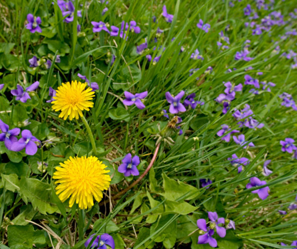 Backyard Foragers