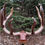 Thumbnail: Walnut/Hickory Accent 8 Point