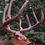 Thumbnail: Walnut/Hickory Accent 8 Point
