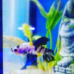 #bettafish #uwwu #underwaterworldunion #