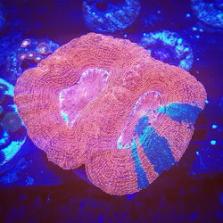 #uwwu #unionnj #union #reeftank #aquariu